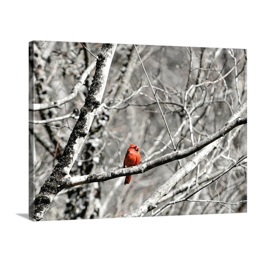 MAJESTIC RED CARDINAL